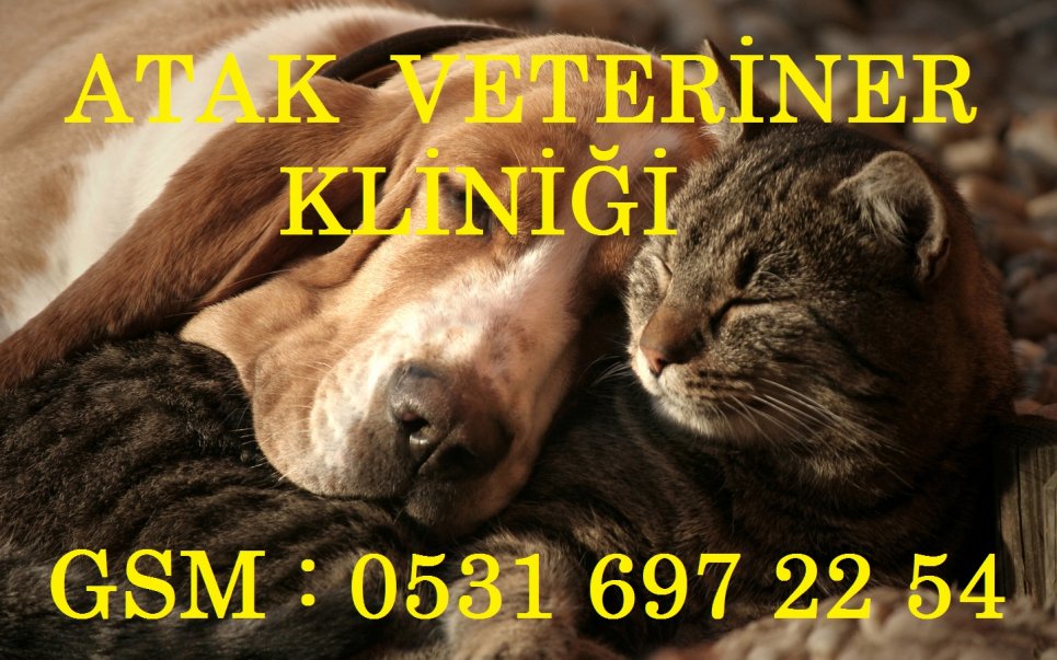 ılgazda özel veteriner klinikleri, ılgazda en iyi veterinerler, ılgazda özel veterinerlik hizmetleri, ılgazda evcil hayvan veterinerleri, ılgazda kedi köpek tedavileri, ılgazda hayvanlarda kırık operasyonları, ılgazda hayvanlarda doğum ve sezeryan, ılgazda hayvanlarda kısırlaştırma operasyonları, ılgazda hayvanlarda teşhis ve tedavi, ılgazda hayvanlarda fıtık ameliyatları, ılgazda büyükbaş hayvanlarda tohumlama, ılgazda tüm hayvanlarda aşılama hizmetleri, ılgazda veteriner danışmanlık hizmetleri, ılgaz geneli özel veteriner klinikleri, ılgaz geneli en iyi veterinerler, ılgaz geneli özel veterinerlik hizmetleri, ılgaz geneli evcil hayvan veterinerleri, ılgaz geneli kedi köpek tedavileri, ılgaz geneli hayvanlarda kırık operasyonları, ılgaz geneli hayvanlarda doğum ve sezeryan, ılgaz geneli hayvanlarda kısırlaştırma operasyonları, ılgaz geneli hayvanlarda teşhis ve tedavi, ılgaz geneli hayvanlarda fıtık ameliyatları, ılgaz geneli büyükbaş hayvanlarda tohumlama, ılgaz geneli tüm hayvanlarda aşılama hizmetleri, ılgaz geneli veteriner danışmanlık hizmetleri,