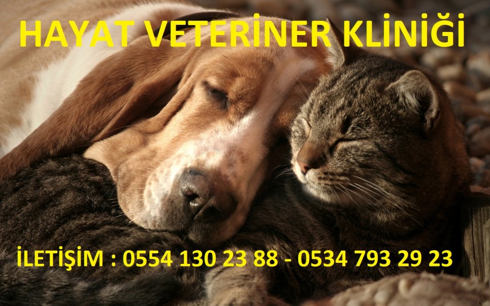 elazığda özel veteriner klinikleri, elazığda en iyi veterinerler, elazığda özel veterinerlik hizmetleri, elazığda evcil hayvan veterinerleri, elazığda kedi köpek tedavileri, elazığda hayvanlarda kırık operasyonları, elazığda hayvanlarda doğum ve sezeryan, elazığda hayvanlarda kısırlaştırma operasyonları, elazığda hayvanlarda teşhis ve tedavi, elazığda hayvanlarda fıtık ameliyatları, elazığda büyükbaş hayvanlarda tohumlama, elazığda tüm hayvanlarda aşılama hizmetleri, elazığda veteriner danışmanlık hizmetleri, elazığ geneli özel veteriner klinikleri, elazığ geneli en iyi veterinerler, elazığ geneli özel veterinerlik hizmetleri, elazığ geneli evcil hayvan veterinerleri, elazığ geneli kedi köpek tedavileri, elazığ geneli hayvanlarda kırık operasyonları, elazığ geneli hayvanlarda doğum ve sezeryan, elazığ geneli hayvanlarda kısırlaştırma operasyonları, elazığ geneli hayvanlarda teşhis ve tedavi, elazığ geneli hayvanlarda fıtık ameliyatları, elazığ geneli büyükbaş hayvanlarda tohumlama, elazığ geneli tüm hayvanlarda aşılama hizmetleri, elazığ geneli veteriner danışmanlık hizmetleri,