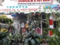 Şanlıurfa Karaköprüde Çiçek Satan Firmalar PAPATYA ÇİÇEKÇİLİK & PET SHOP