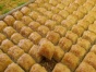 HAKAN USTA BAKLAVALARI(KORKUTELİ ŞUBESİ) Korkuteli Geneli Baklava Siparişi