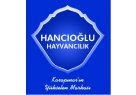 konya-karapinarda-buyukbas-hayvancilik